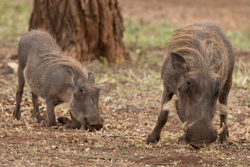 Fototapeta na wymiar Mother & Baby Warthog (Phacochoerus africanus), Kruger National Park