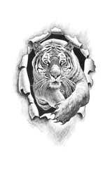 The tiger in the dynamics of the jump breaks the paper (metal). The pencil drawing is isolated on a white background. - 109479969