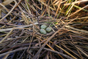 Bird's nest in natural habitat.