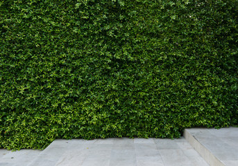 green wall for decoration - Powered by Adobe