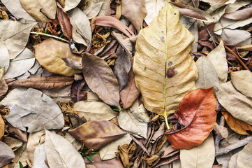 large brown dried falling leaves on the ground
