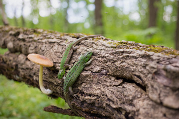 Lizard in nature sitting on a tree.