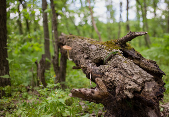 Lizard in nature sitting on a tree.