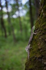 Lizard in nature sitting on a tree.