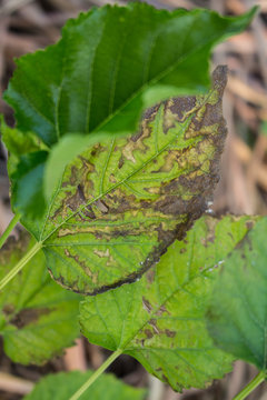 Leaf Blight Ploblem In Agricultural