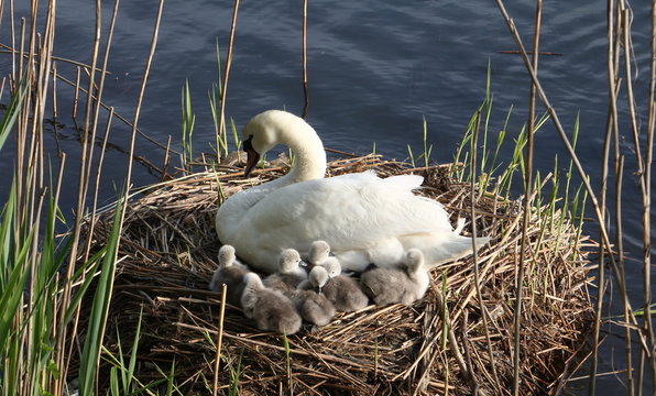 Famiglia di cigni dal nido alla cova ai pulcini