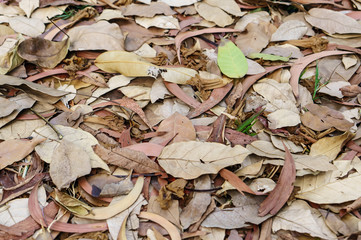large brown dried falling leaves on the ground