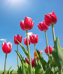 Tulips on blue sky.