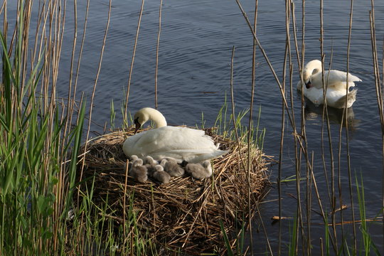 Famiglia di cigni dal nido alla cova ai pulcini