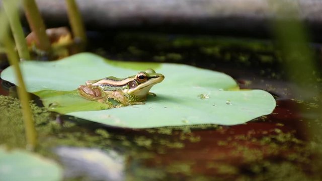 Frog (Green Frog) on a lotus leaf in a nature water