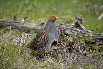 Rebhuhn