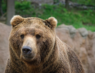 brown bear close up portrait