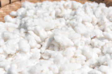 Cotton, cotton harvest from field