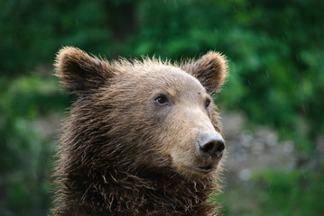 young brown bear portrait