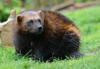 wolverine sitting on a green grass during rainy day
