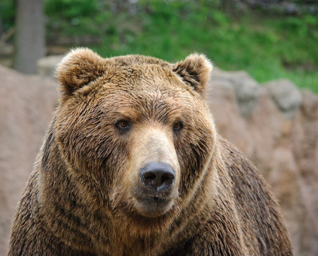 adult brown bear close up portrait