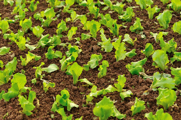 green lettuce crops in growth at vegetable garden