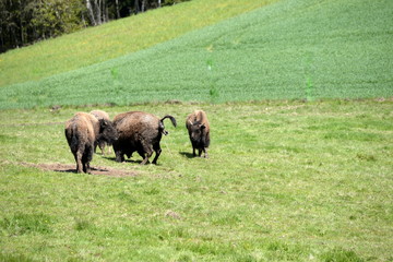 a calf is born, birth of a buffalo