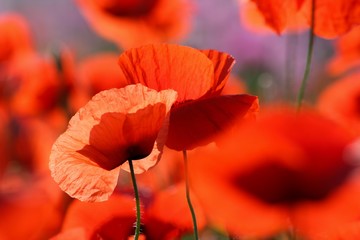 Obraz premium Common poppy - Papaver rhoeas