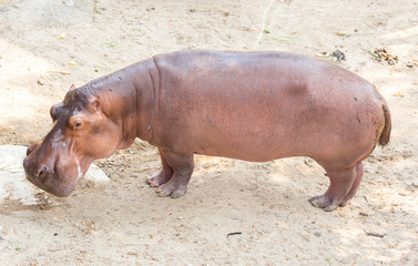 Hippopotamus standing on the ground.