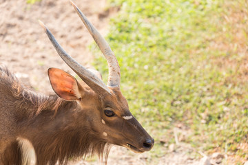 Male Nyala antelope (Tragelaphus angasii)