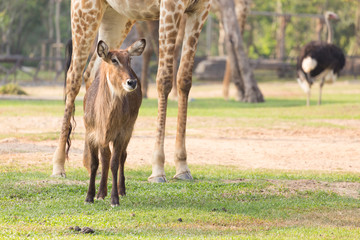 Nyala antelope (Tragelaphus angasii) in the zoo.
