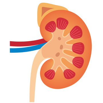 recommend clip art: 腎臓　副腎　仕組み