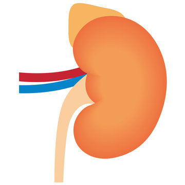 recommend clip art: 腎臓　副腎　仕組み
