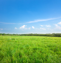 Obraz premium Green field with flowers under blue cloudy sky