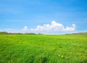 Green field with flowers under blue cloudy sky