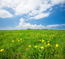 Yellow flowers field under blue cloudy sky