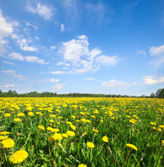 Yellow flowers field under blue cloudy sky