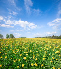 Yellow flowers field under blue cloudy sky