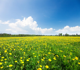 Yellow flowers field under blue cloudy sky