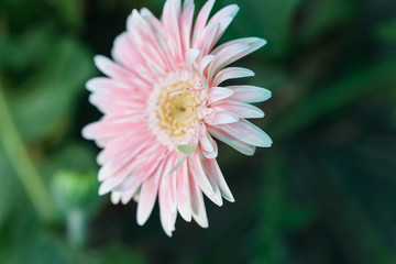 fresh pink gerbera