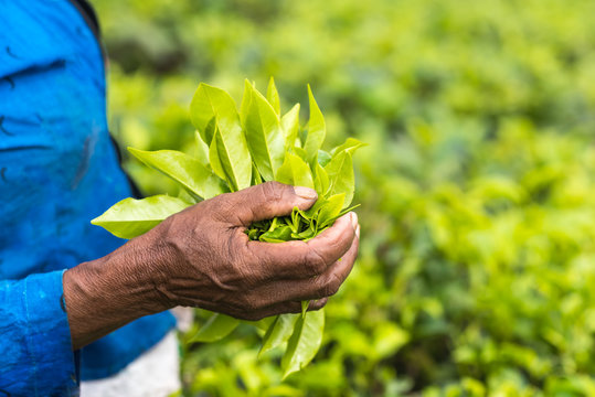 Fresh tea leafs in woman's hand, at tea garden