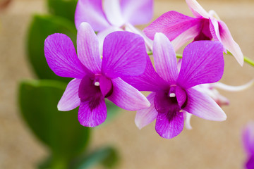 Fototapeta na wymiar Beautiful flower dendrobium belchim orchids.