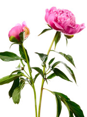 Fototapeta premium Two pink peonies