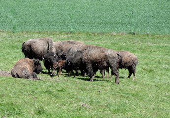 welcome, newborn buffalo calf with it ´s herd
