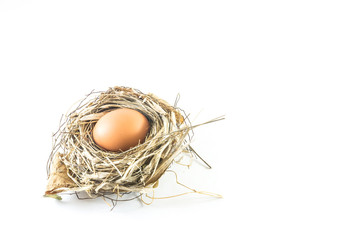 Nest and egg