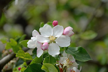 Apfelblüten