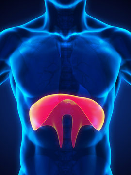 Human Diaphragm Anatomy Illustration. 3D render