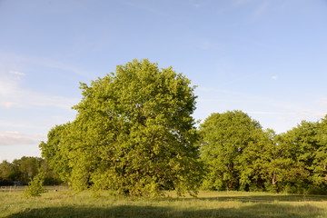 Fototapeta na wymiar Bäume