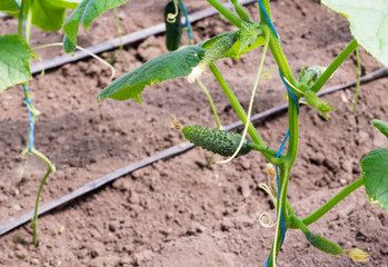 Young green cucumbers hanging on a branch.