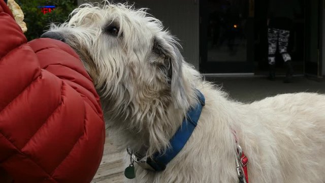 Elderly male feeding Irish wolfhound dog