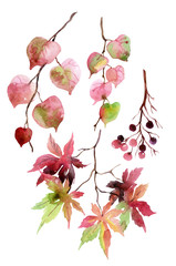 Watercolor autumn leaves, branches and berry.