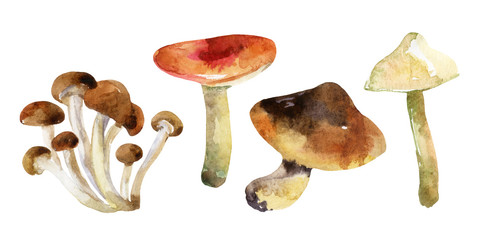 watercolor mushrooms set isolated on white background