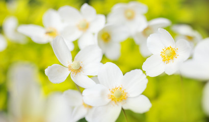 White flowers of the snowdrop anemone sylvestris, close up, retro tinted