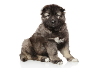 Caucasian shepherd puppy on white