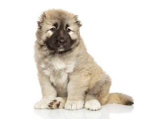 Obraz premium Caucasian shepherd puppy on white